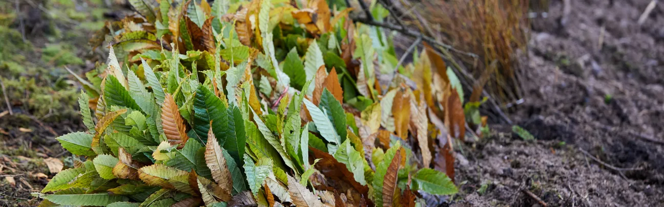 Bündel Jungpflanzen