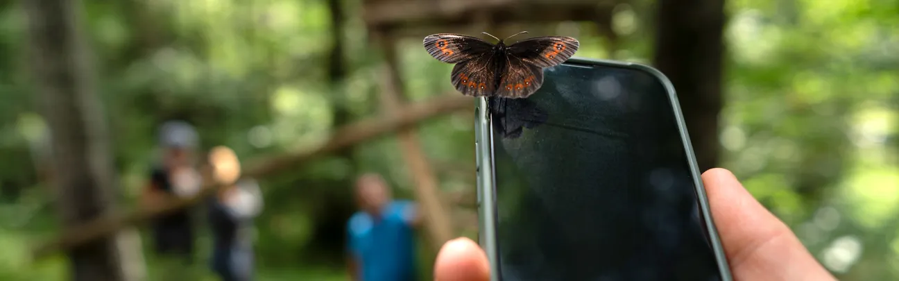Schmetterling auf Handy im Wald