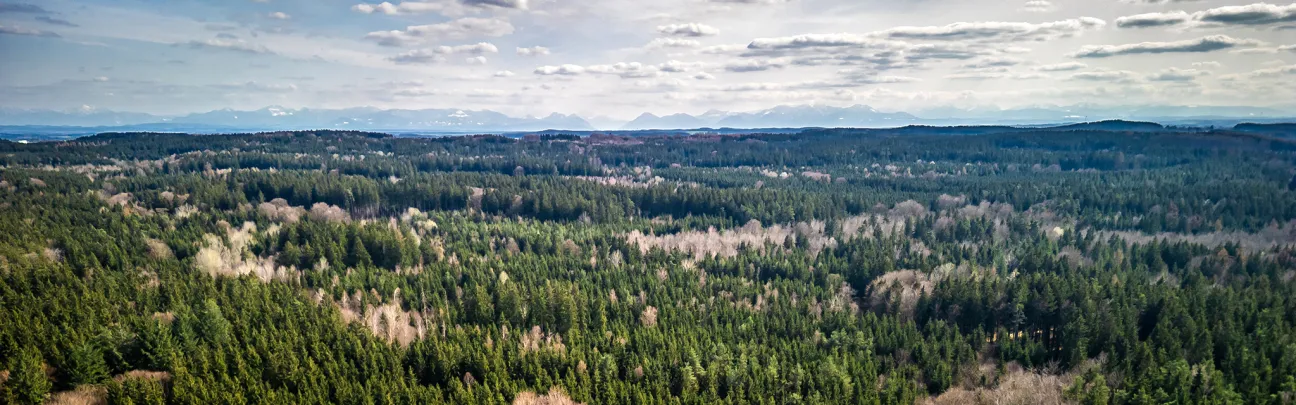 Weiter Blick von oben auf den Wald in Ebersberg