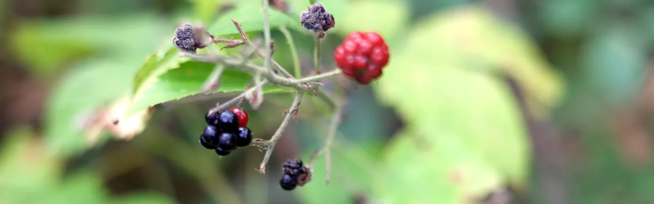 Nahaufnahme von Brombeeren
