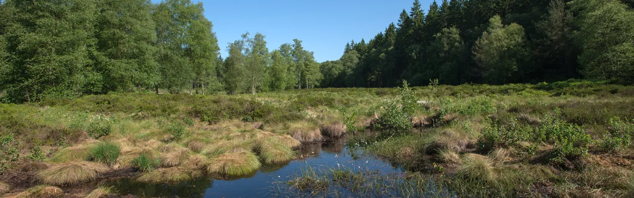 Weiter Blick über eine Moorlandschaft