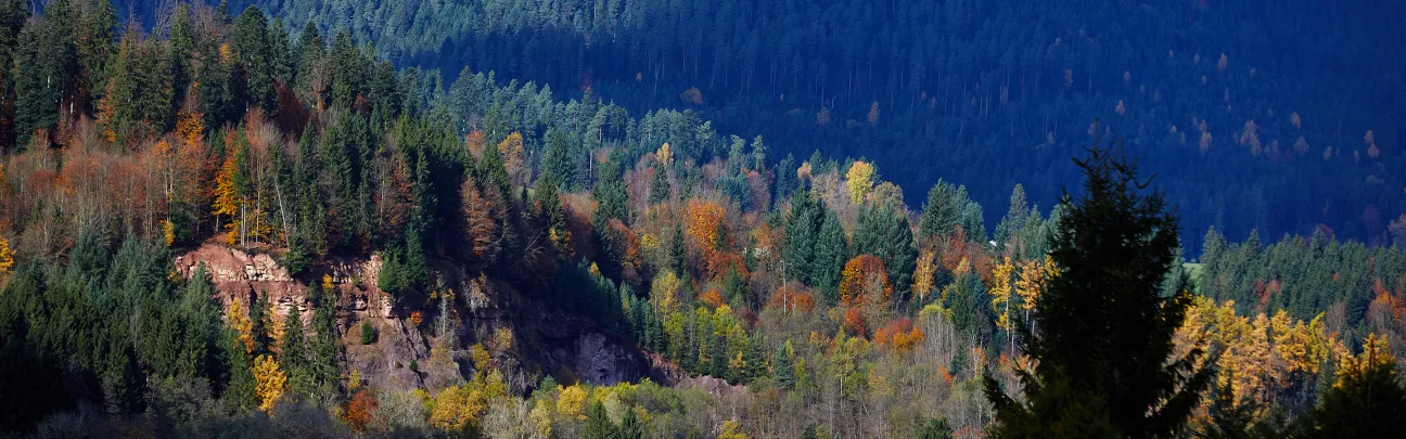 Weiter Blick über einen herbstlichen Wald