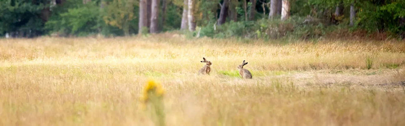 Zwei Hasen im Feld