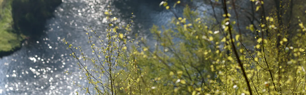 Blick auf junge, grüne Blätter, im Hintergrund Wasser