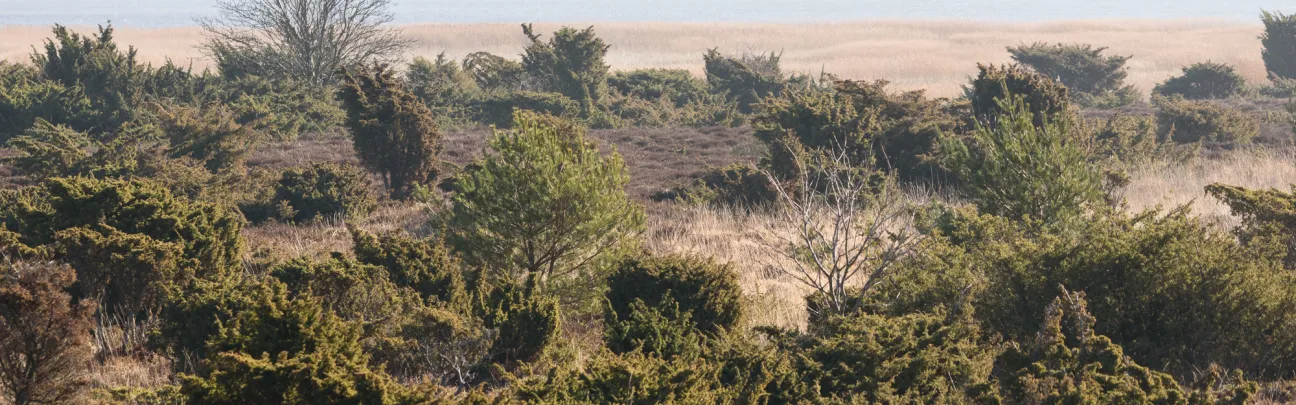 Landschaft auf Hiddensee
