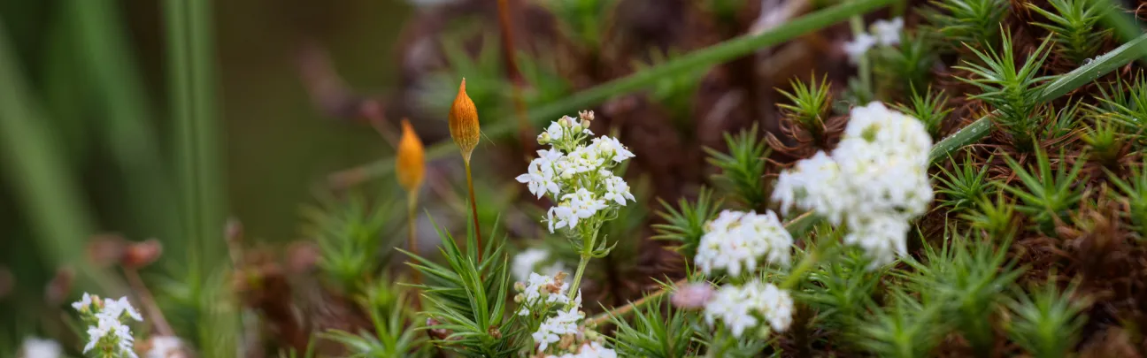Macrobild mit Moos und Blüten