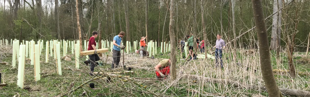Freiwillige bei der Pflanzung
