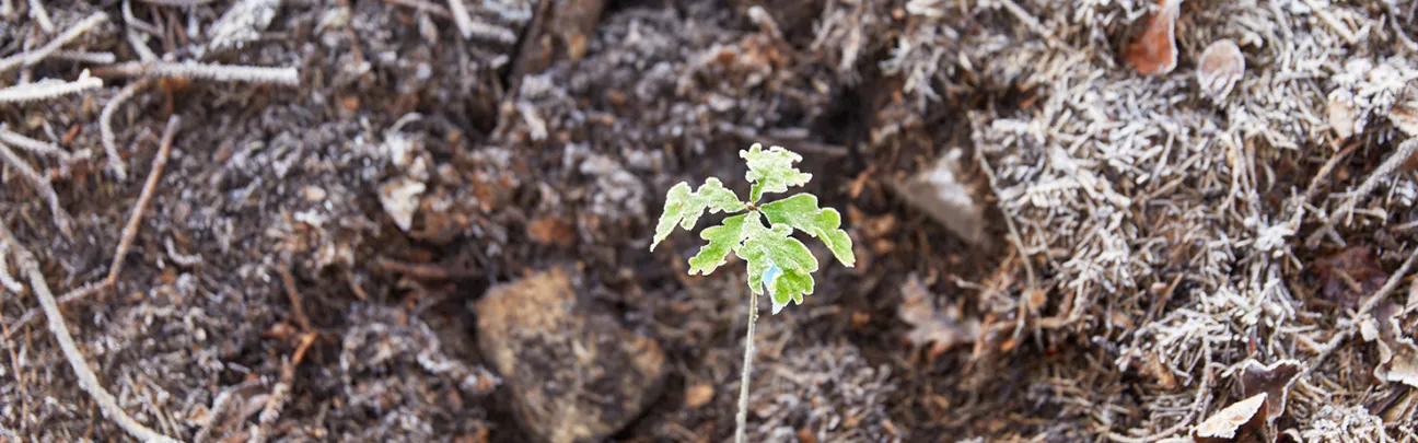 Frisch gepflanzte junge Eiche