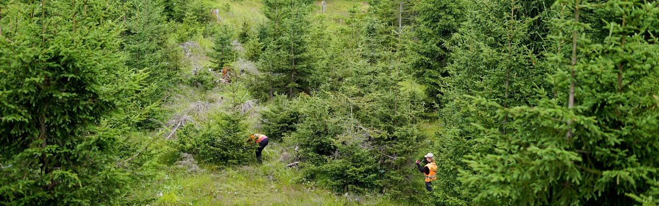 Vogelperspektive auf Freiwillige bei der Waldpflege