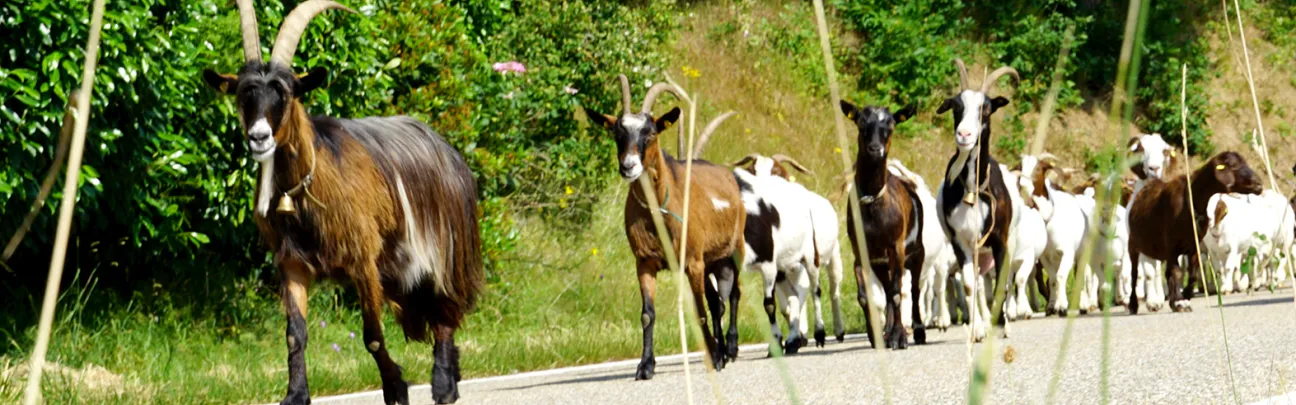 Marschierende Ziegen auf einer Straße