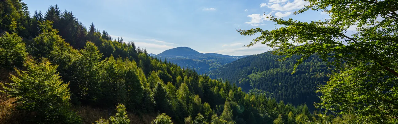 BWP_Waldlandschaft.jpg Weiter Blick über eine Waldlandschaft