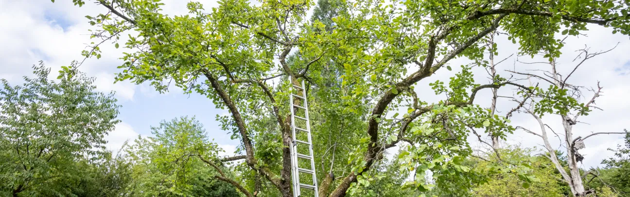 BWP_Hachenburg_Baumpflege.jpg Mann stellt eine große Leiter an einen Laubbaum