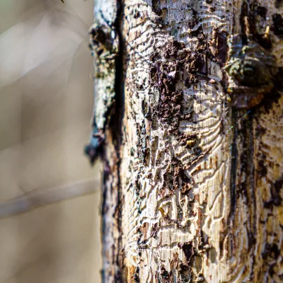 Rinde eines vom Borkenkäfer befallenen Baumes