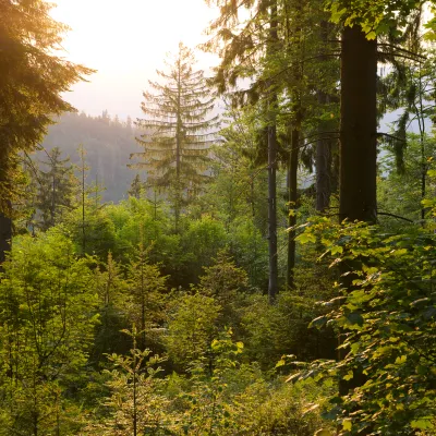 Abendstimmung in einem Mischwald