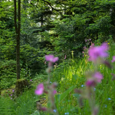 Waldstimmung