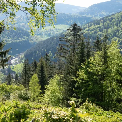 Blick aus dem Wald auf eine waldige Hügellandschaft