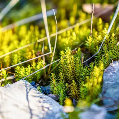 Jungpflanzen zwischen Steinen