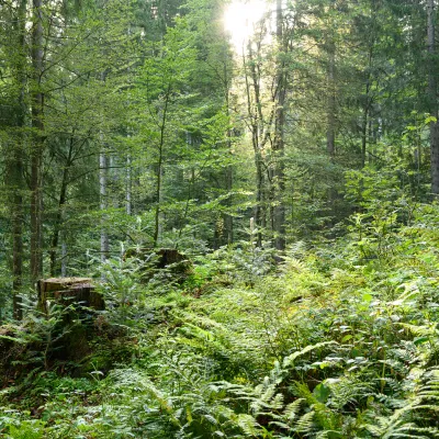 Mitten im Wald