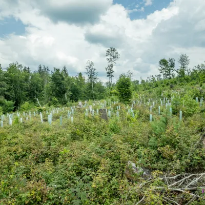 Blick auf eine frisch bepflanzte Kahlfläche