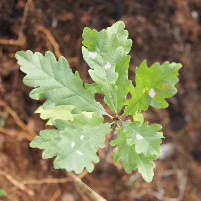 Eichen-Setzling von oben