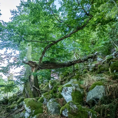 Blick auf einen morschen, abgebrochenen Baum im Wald