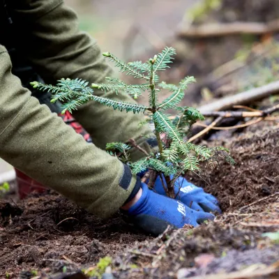 Hände, die einen Nadelbaum pflanzen