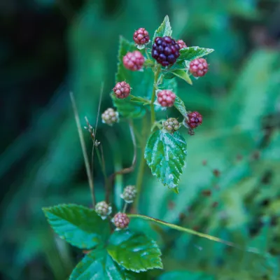 Nahaufnahme von Brombeeren am Strauch