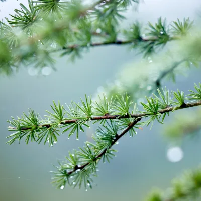 Nahaufnahme eines Nadelbaums im Regen