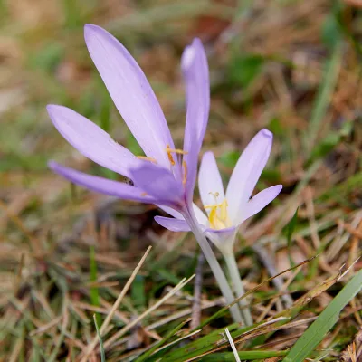 Zwei violette Krokusblüten
