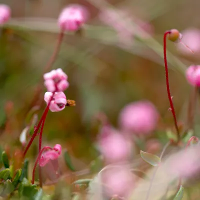 Nahaufnahme von zarten kleine Blüten