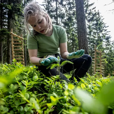 BWP_Freiwilligenprojekte_Jugendwoche_Unterschönau.jpg Jugendliche trägt Verbissschutz auf Weißtanne