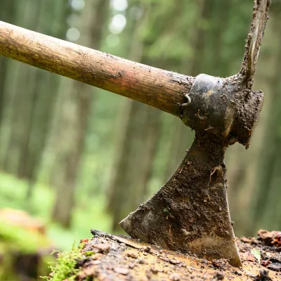 Wiedehopfhaue im Baumstumpf