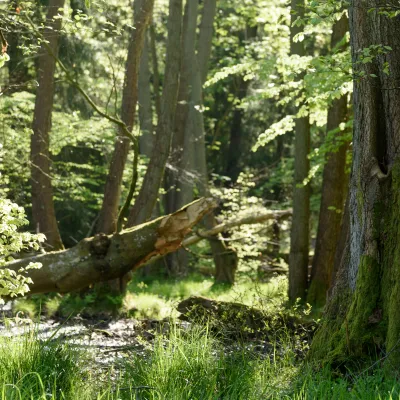 BWP-über uns_Wald_Rostock.jpg Auenwald