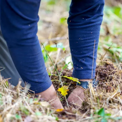 Hände, die einen kleinen Baum pflanzen