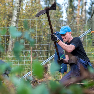 Mann mit Wiedehopfhaue bei der Pflanzung