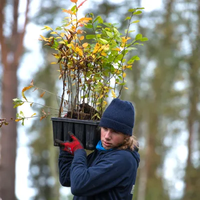 Junger Mann mit einer Kiste Jungpflanzen auf der Schulter