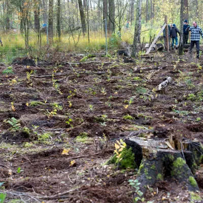 Waldstück mit vielen gepflanzten Bäumchen