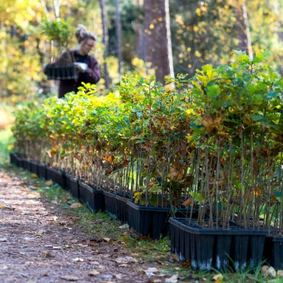 Sicht auf eine große Anzahl Jungpflanzen