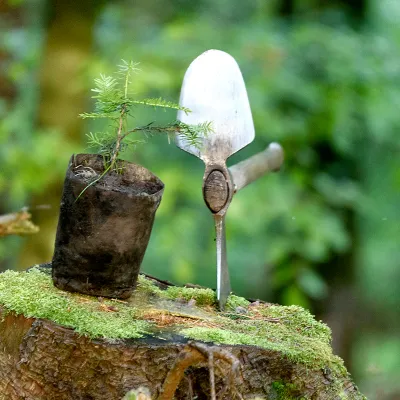 Wiedehopfhaue und Jungpflanze im Wald