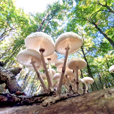 Pilze im Nationalpark Jasmund