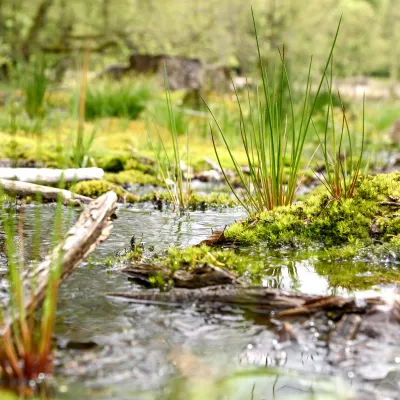 Nahaufnahme eines Moors in Morbach