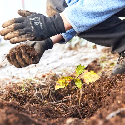 Nahaufnahme von zwei Händen die eine junge Eiche Pflanzen