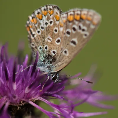 BWP_über uns_Falter auf Blume_Neukirchen Knüll.jpg Falter auf Blume