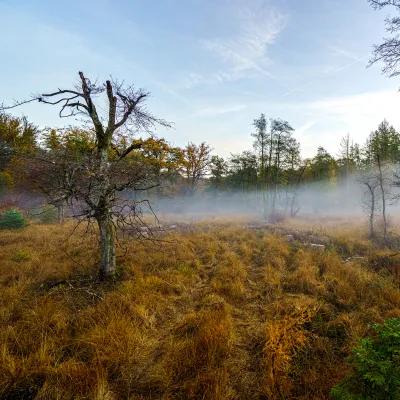 BWP_über uns_Moorlandschaft_Rheinhardswalde.jpg Moorlandschaft
