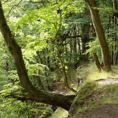 BWP_über uns_naturnaher Wald_NP Jasmund.jpg naturnaher Wald