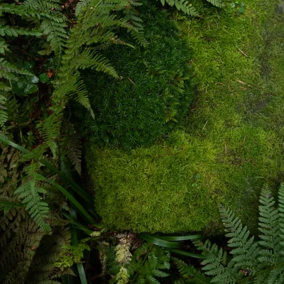 Farn und Moos im Wald