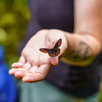 Schmetterling auf Hand