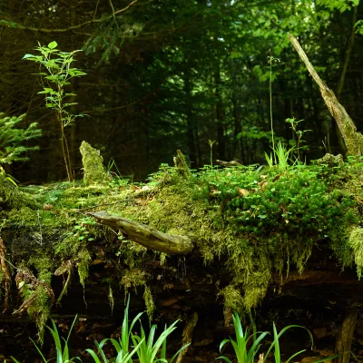 Bewachsenes Totholz im Wald