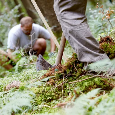 Nahaufnahme einer Pflanzung