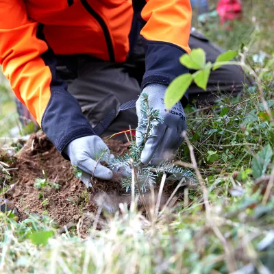 Hände die ein Bäumchen pflanzen